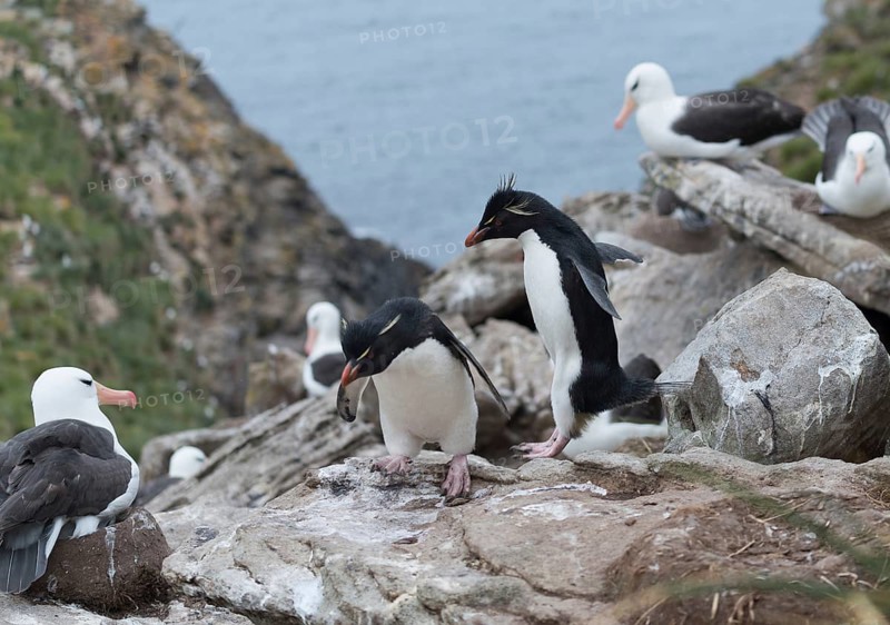 Southern rockhopper penguin
