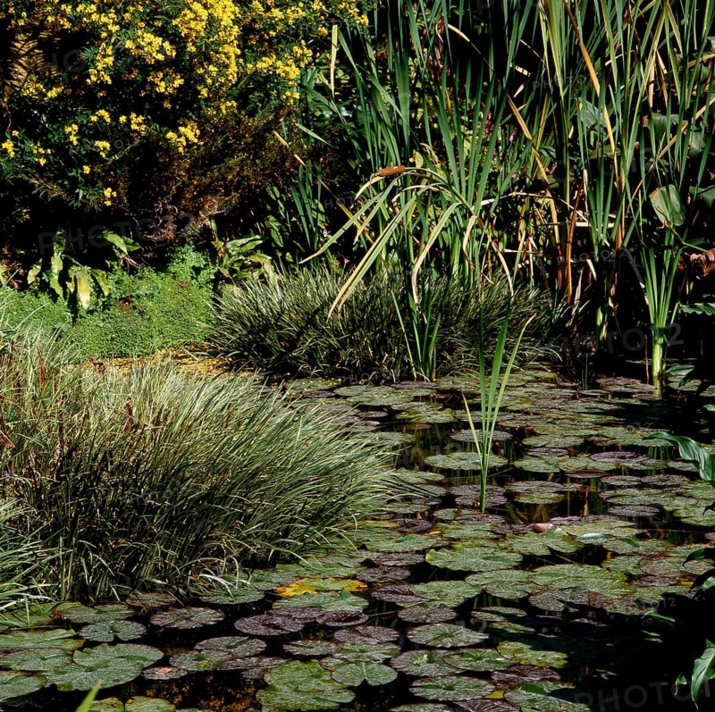 Garden pond with water lilies and cattails bulrush