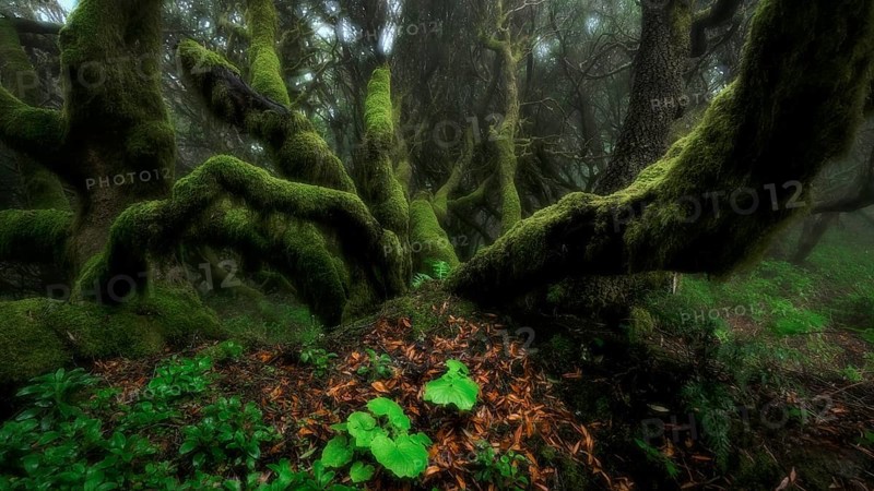Moss-covered trees in laurel forest