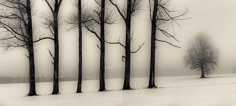Trees in the fog in winter landscape