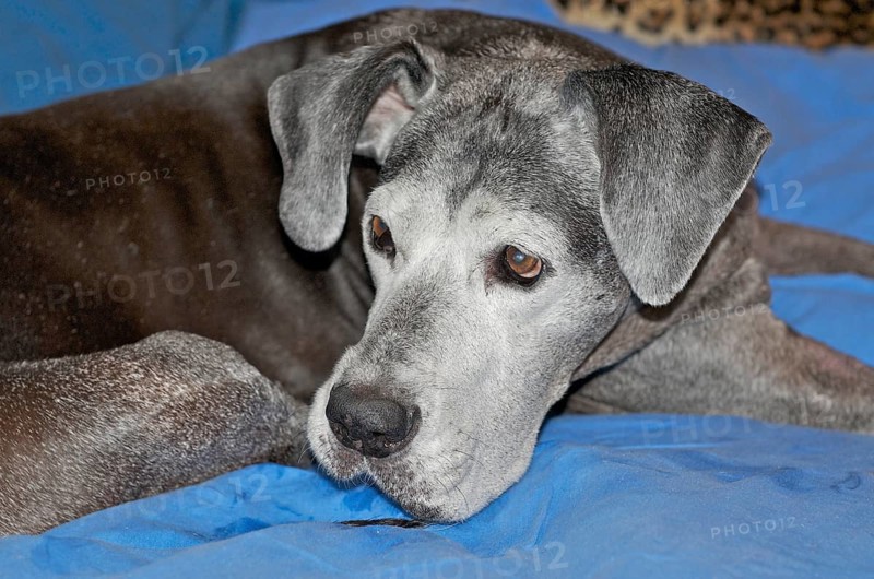 Old Great Dane on blue Blanket