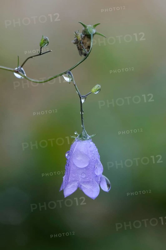 Harebell