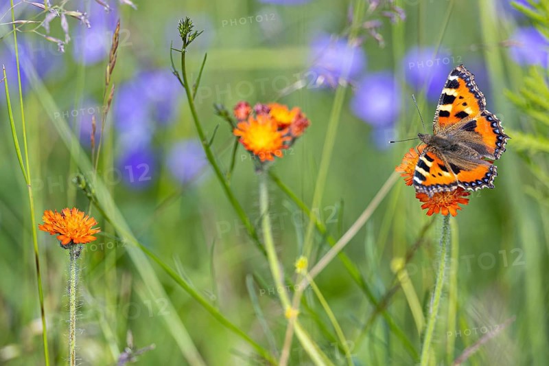 Small tortoiseshell