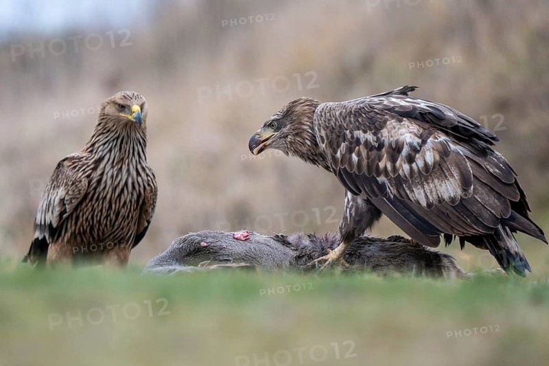 White-tailed eagle