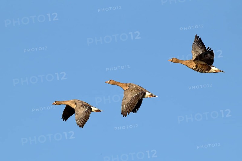 Greater white-fronted geese