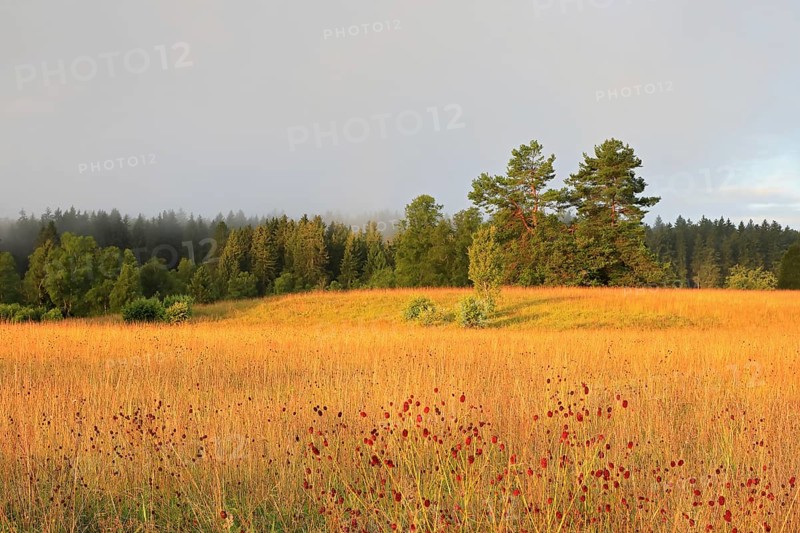 Great burnet