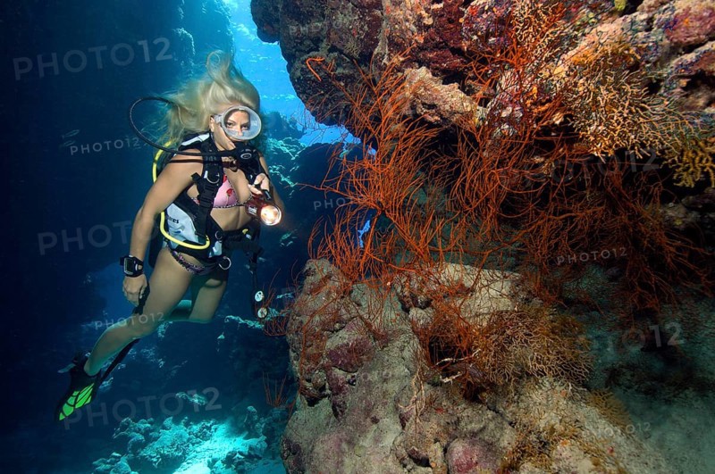Scuba diver in bikini looking at illuminated black bushy black coral