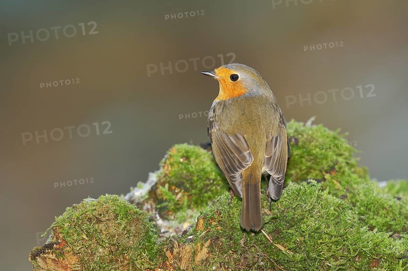 European robin