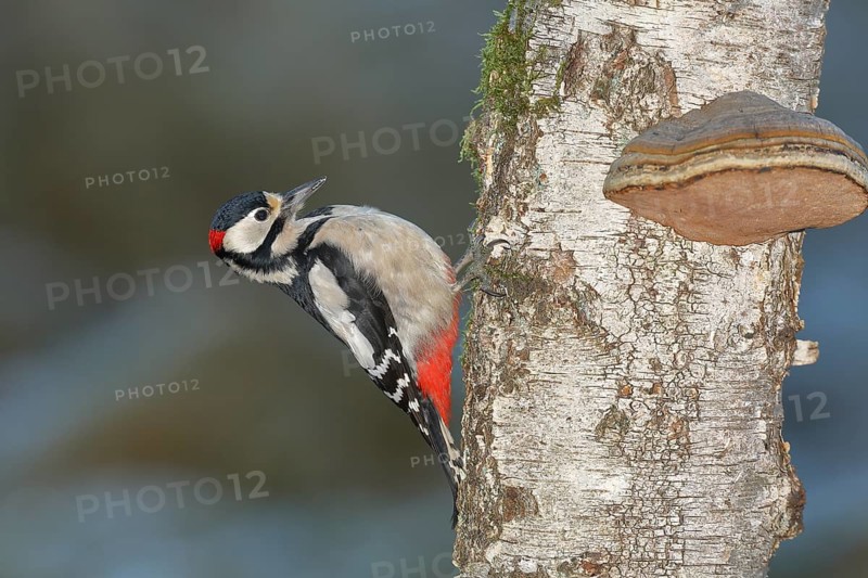Great spotted woodpecker