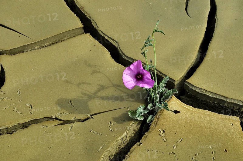 Dried clay soil with deep furrows and flower blooming