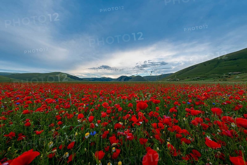 Blooming on plateau Piano Grande