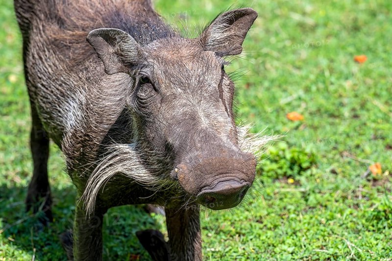 Common warthog