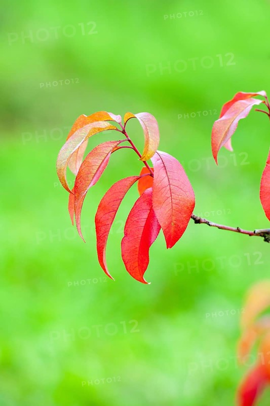 Red leaves of a peach tree
