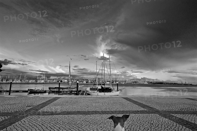 Dog at the marina of Portimao