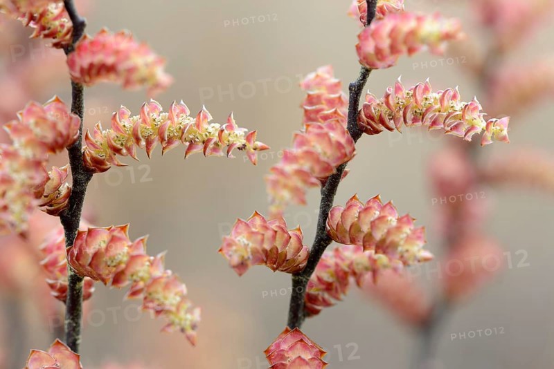 Bog myrtle