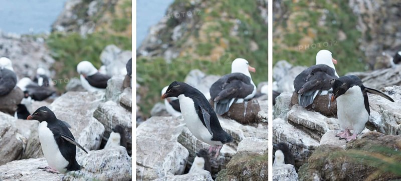 Southern rockhopper penguin