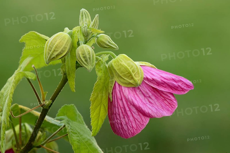 Bell mallow Abutilon Abutilon x hybridum Flower Bloom Ellerstadt Germany Germany