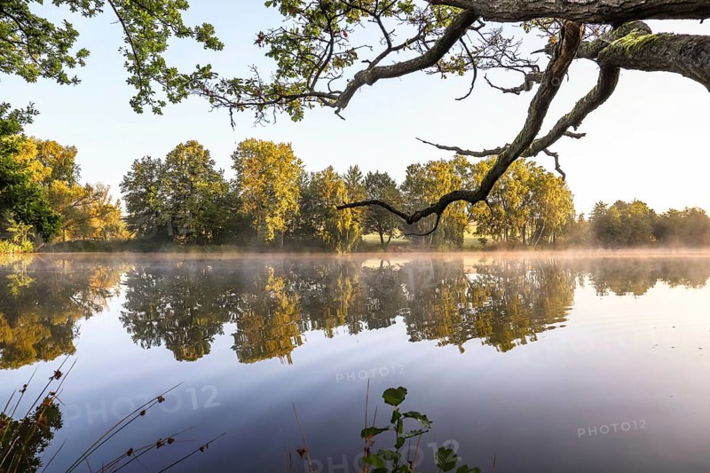 Trees by the lake