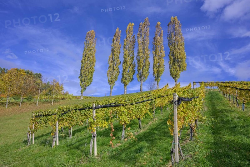 True lombardy popla