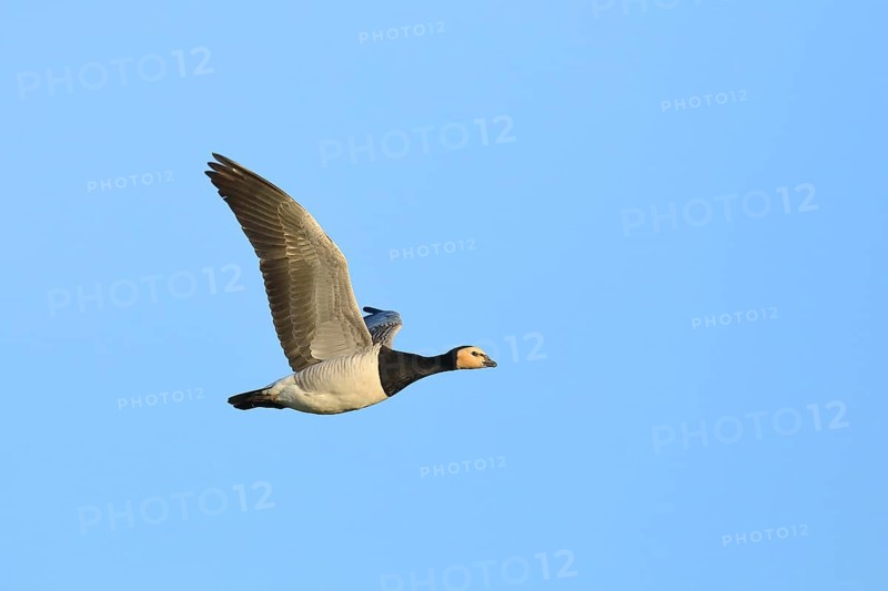 Barnacle Goose