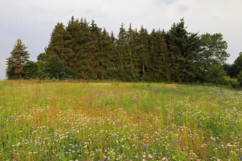 Flower meadow with cornflower
