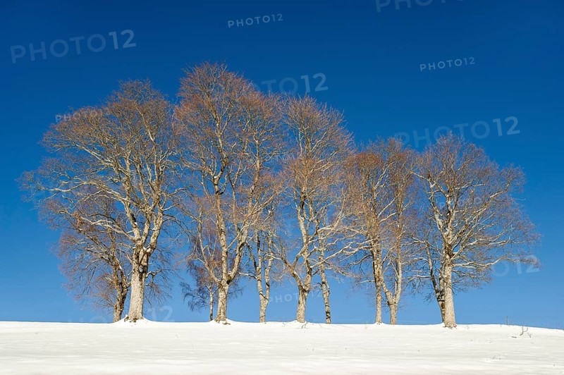 Windbeech