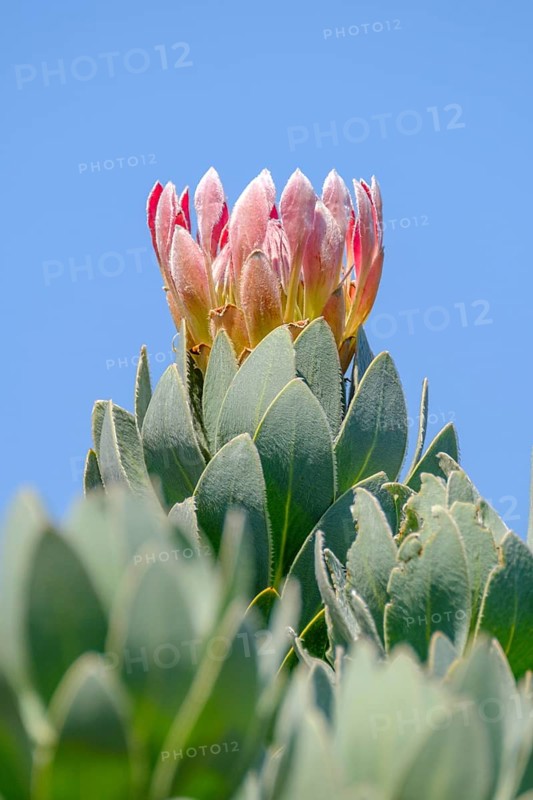 Protea