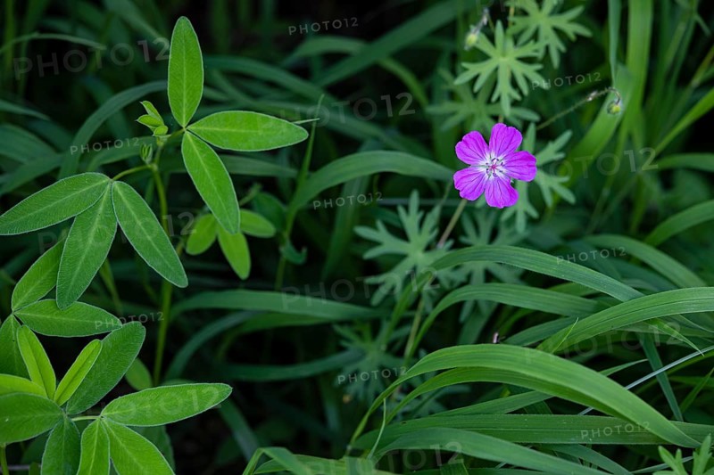 Marsh cranesbill