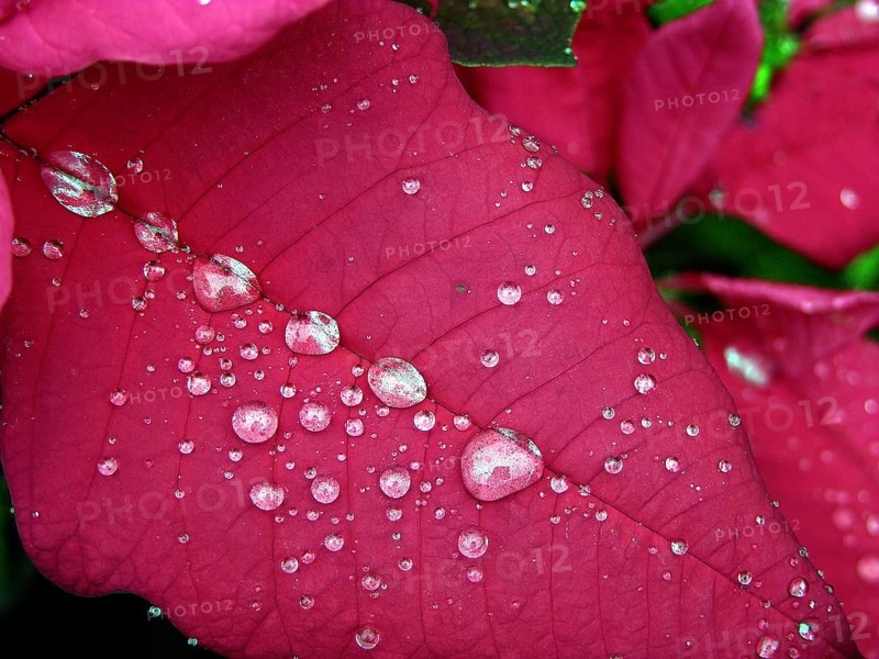 Poinsettia