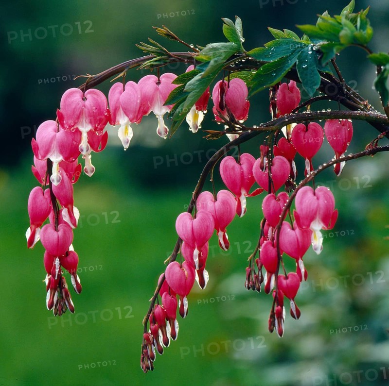 Watering heart
