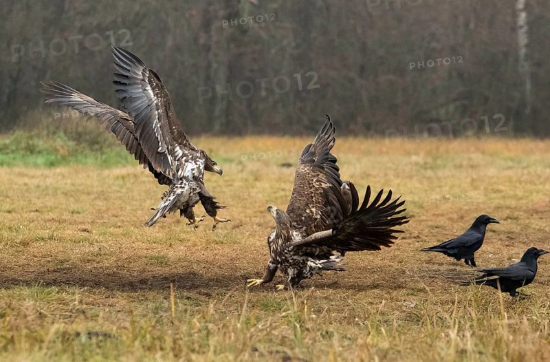 White-tailed eagle