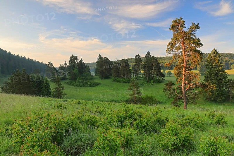 Pine spruce