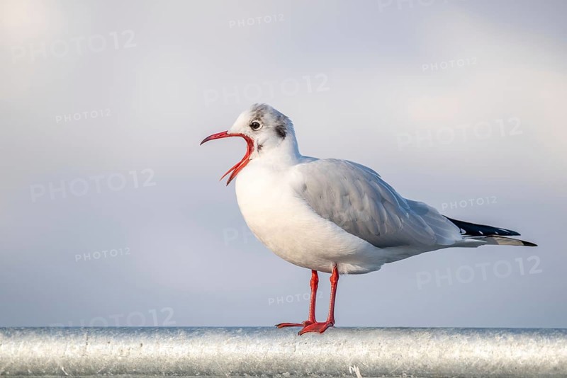 Black-headed gull in winter plumage crying with open beak. Perched on a barrier on the banks of the Rhine. France