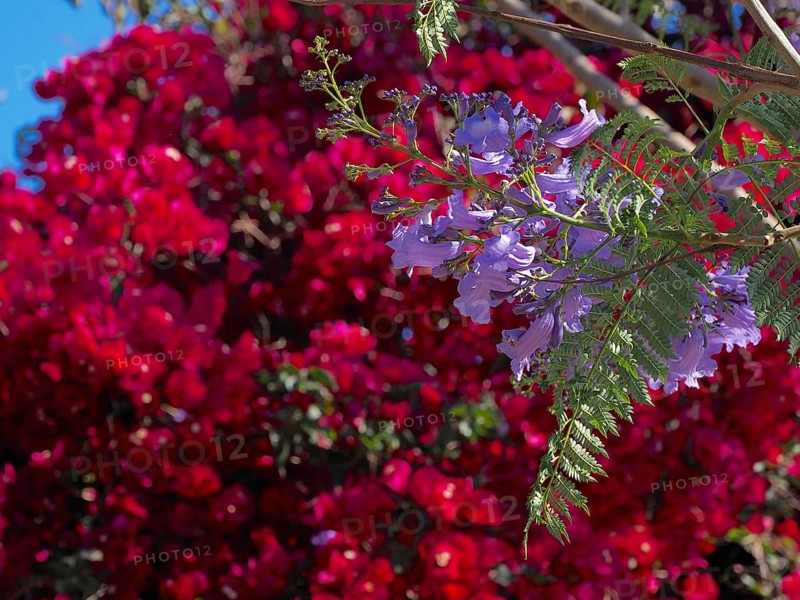 Purple blossom of a Jacaranda tree in front of red flowering Bougainvilea