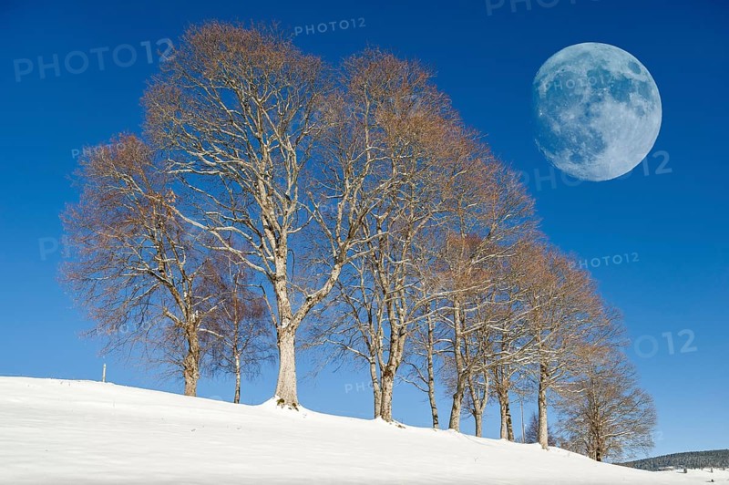 Windbeech