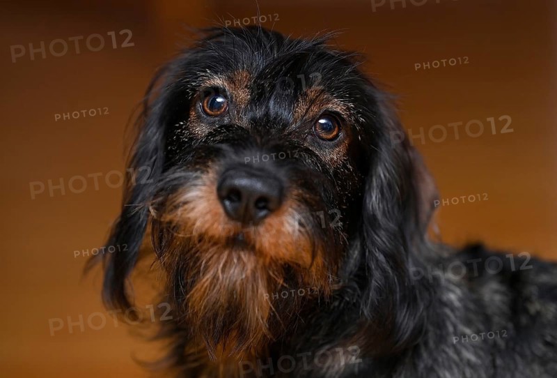Wire-haired dachshund