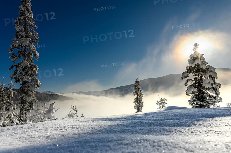 Backlit winter mountain forest