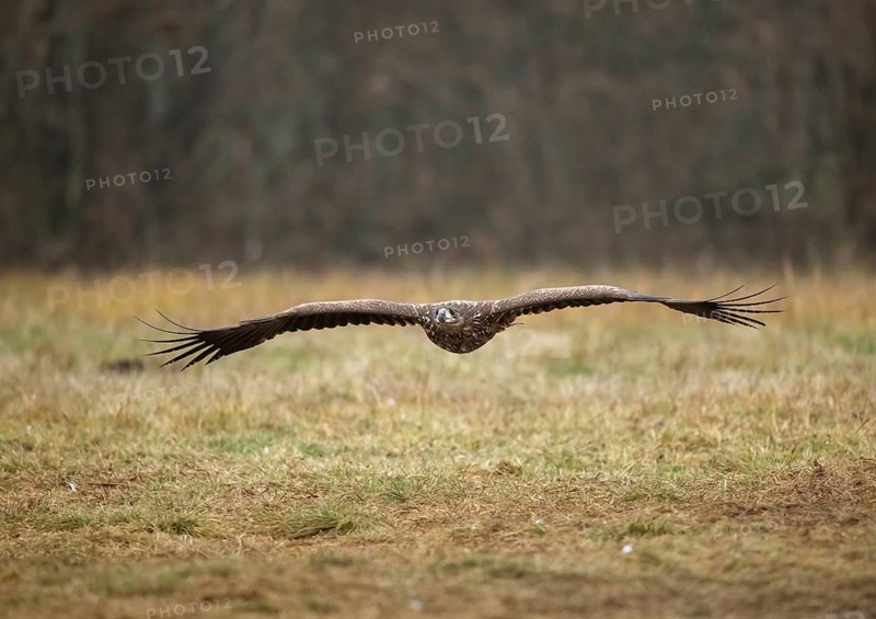 White-tailed eagle