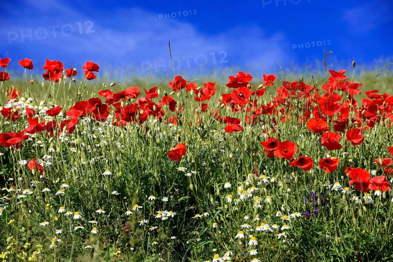 Flower meadow