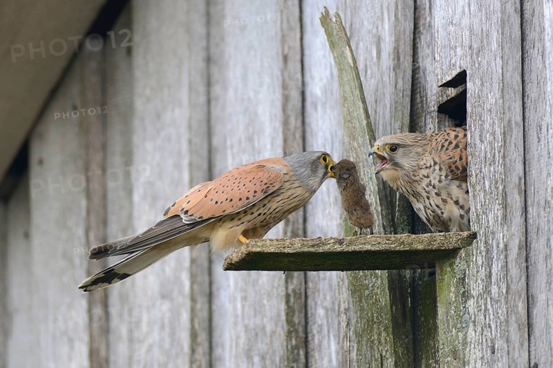Common kestrels