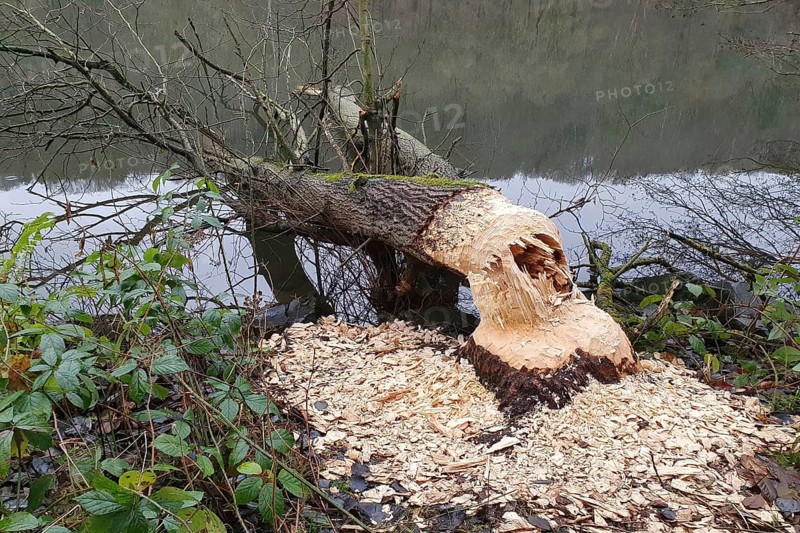Tree felled by beaver