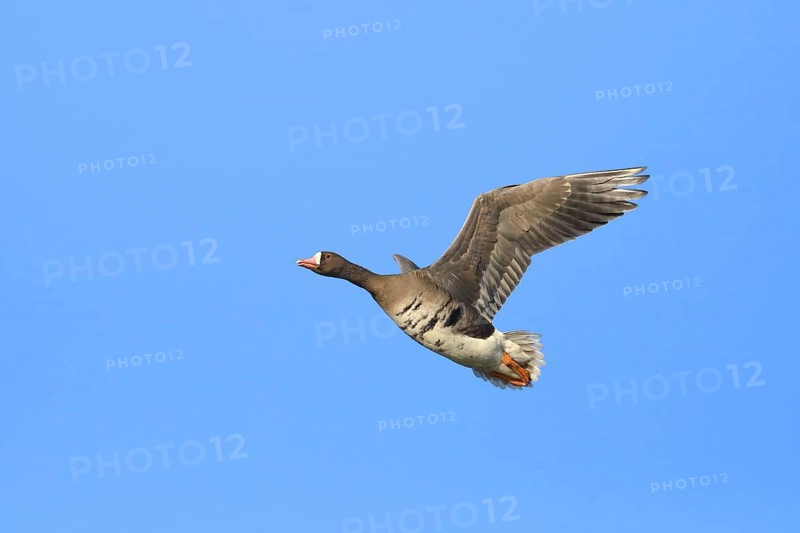Greater white-fronted goose