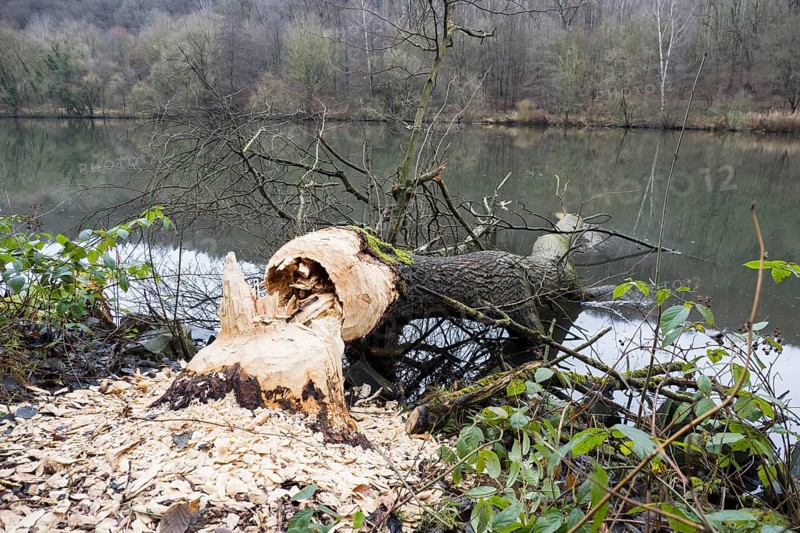 Tree felled by beaver