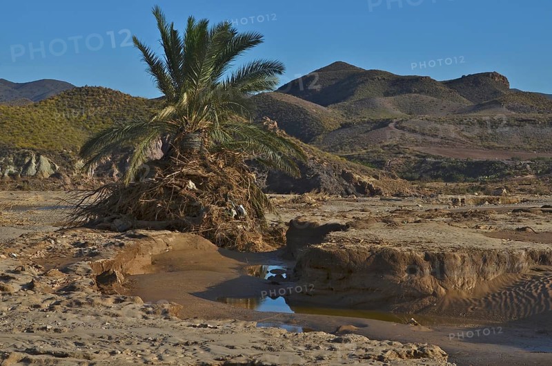 Palm tree wrapped with branches and plastic on river bank after flood