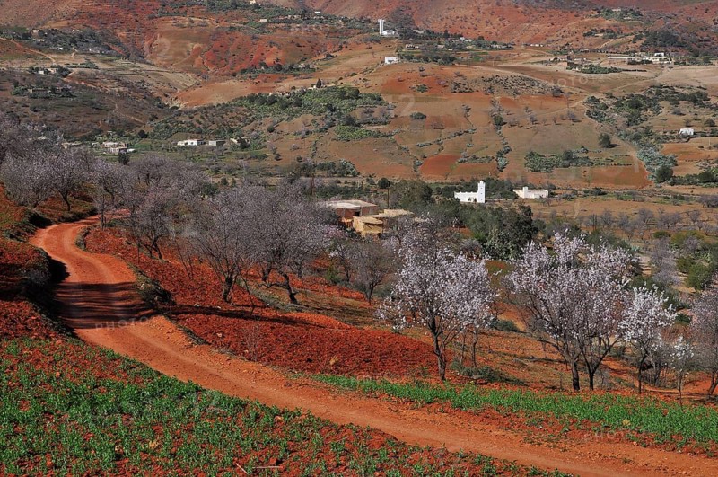 Almond blossom and red earth in the Rif Mountains of Northern Morocco