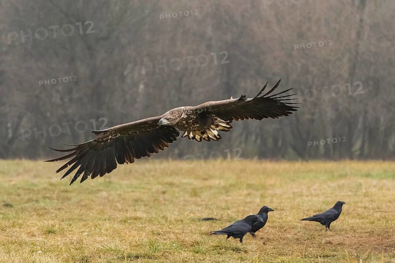 White-tailed eagle