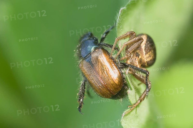 Crabspider
