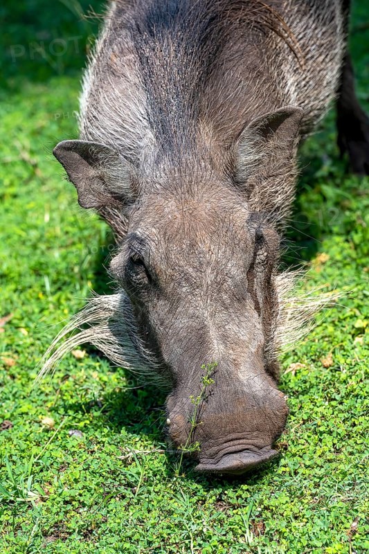 Common warthog