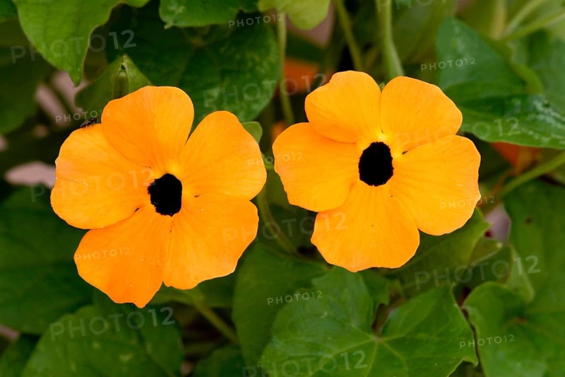 Black-Eyed black-eyed susan vine