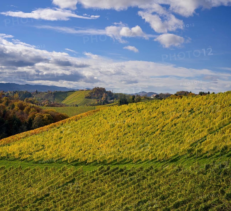 Autumn vineyards